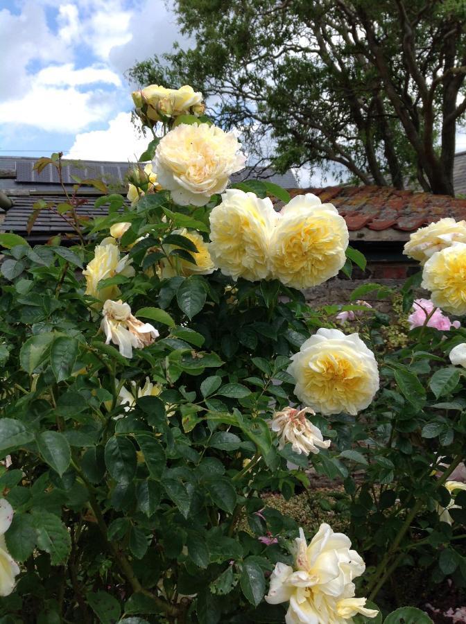 Orchard Cottage, Clematis Cottages, Stamford. Accessible Luxury Home. Экстерьер фото